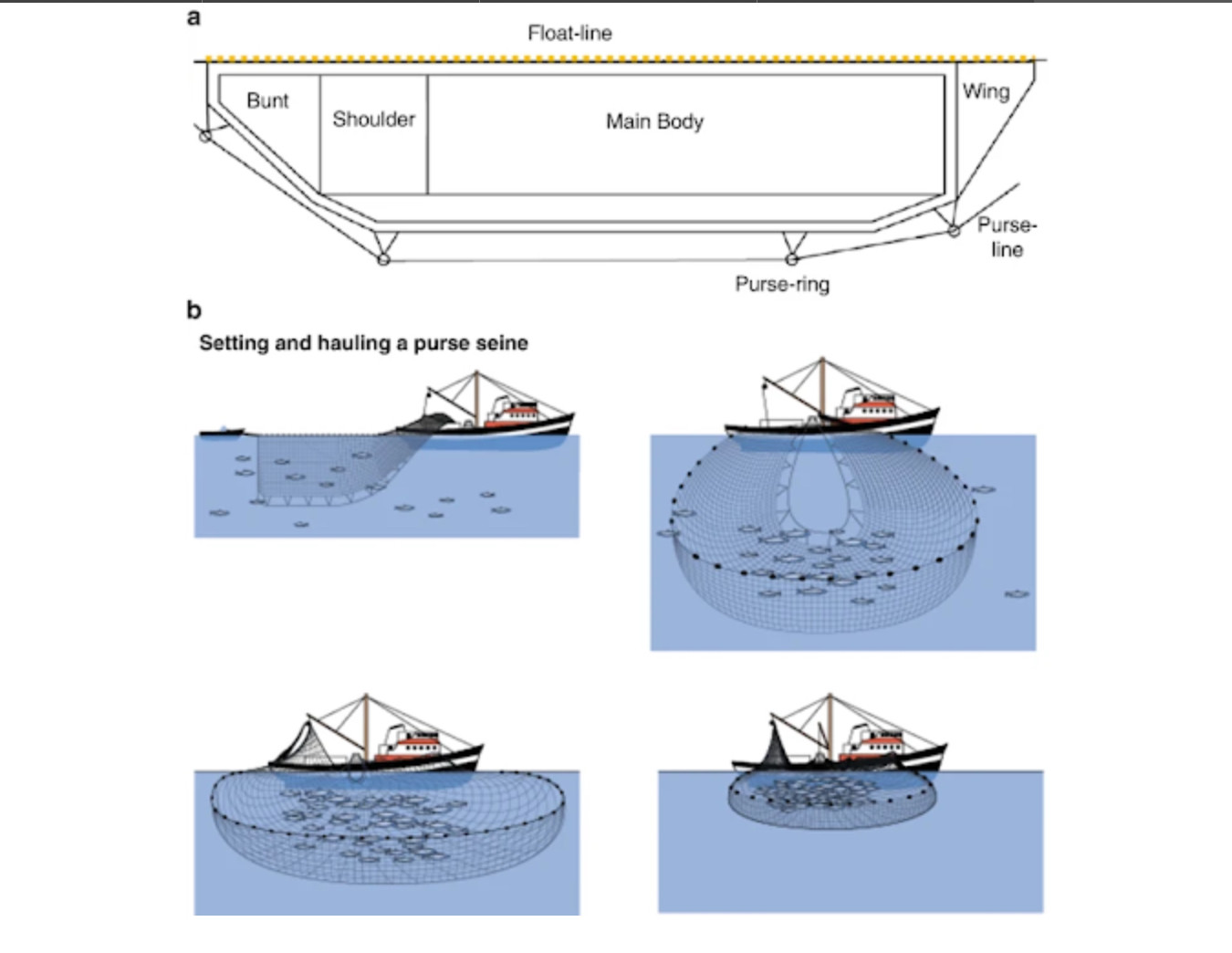 Examining dolphin hydrodynamics provides clues to calf-loss during tuna  fishing | Journal of Biology | Full Text